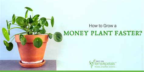 moneyplant777|Money Plant Grow Guide: How to Grow a Money Plant .